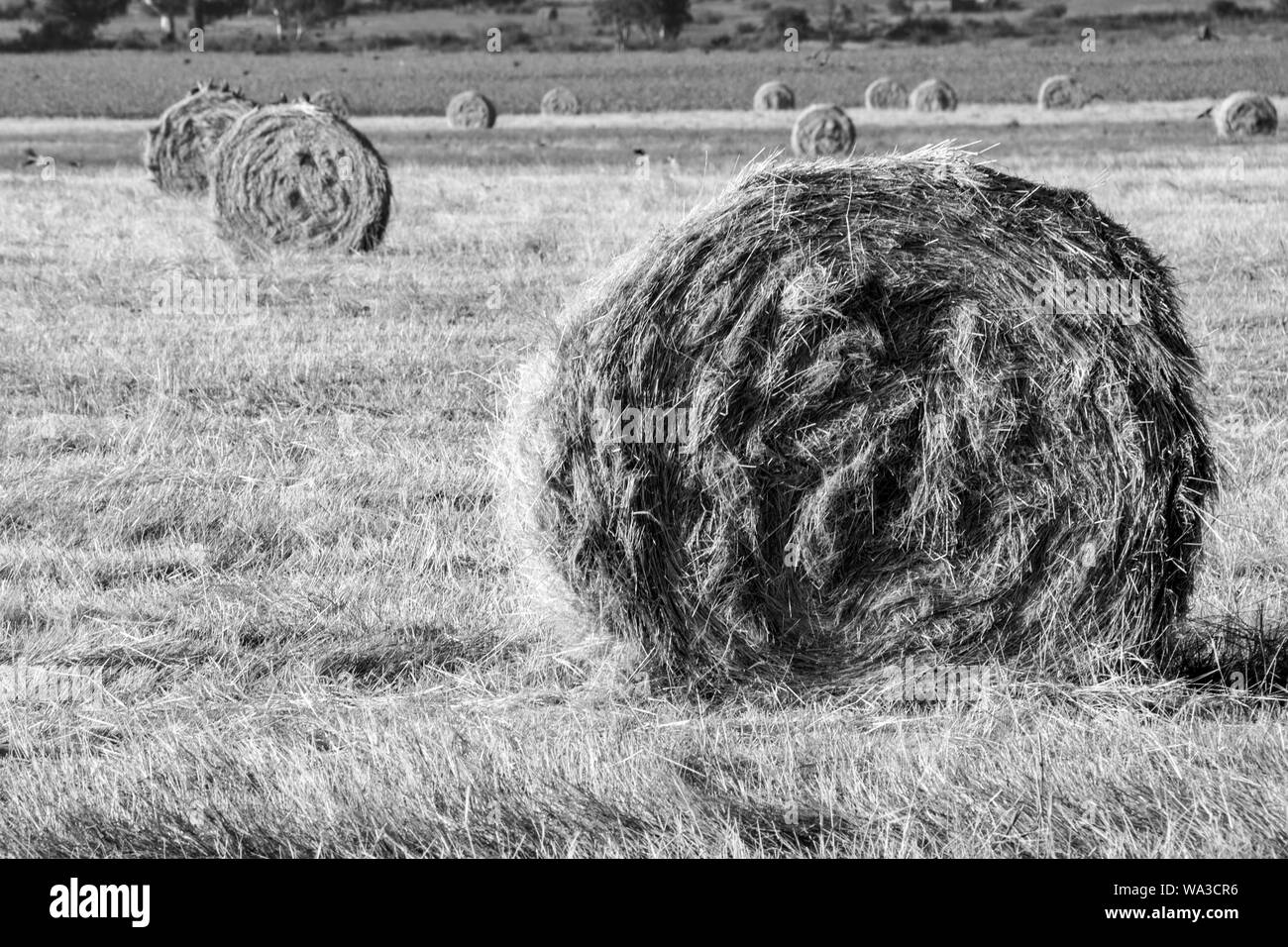 Trockenes Heu goldgelb Bundles aufgerollt in Feld in dem Land in Sonne unter blauem Himmel und in Zeilen oder zusammen gerollt. Stockfoto