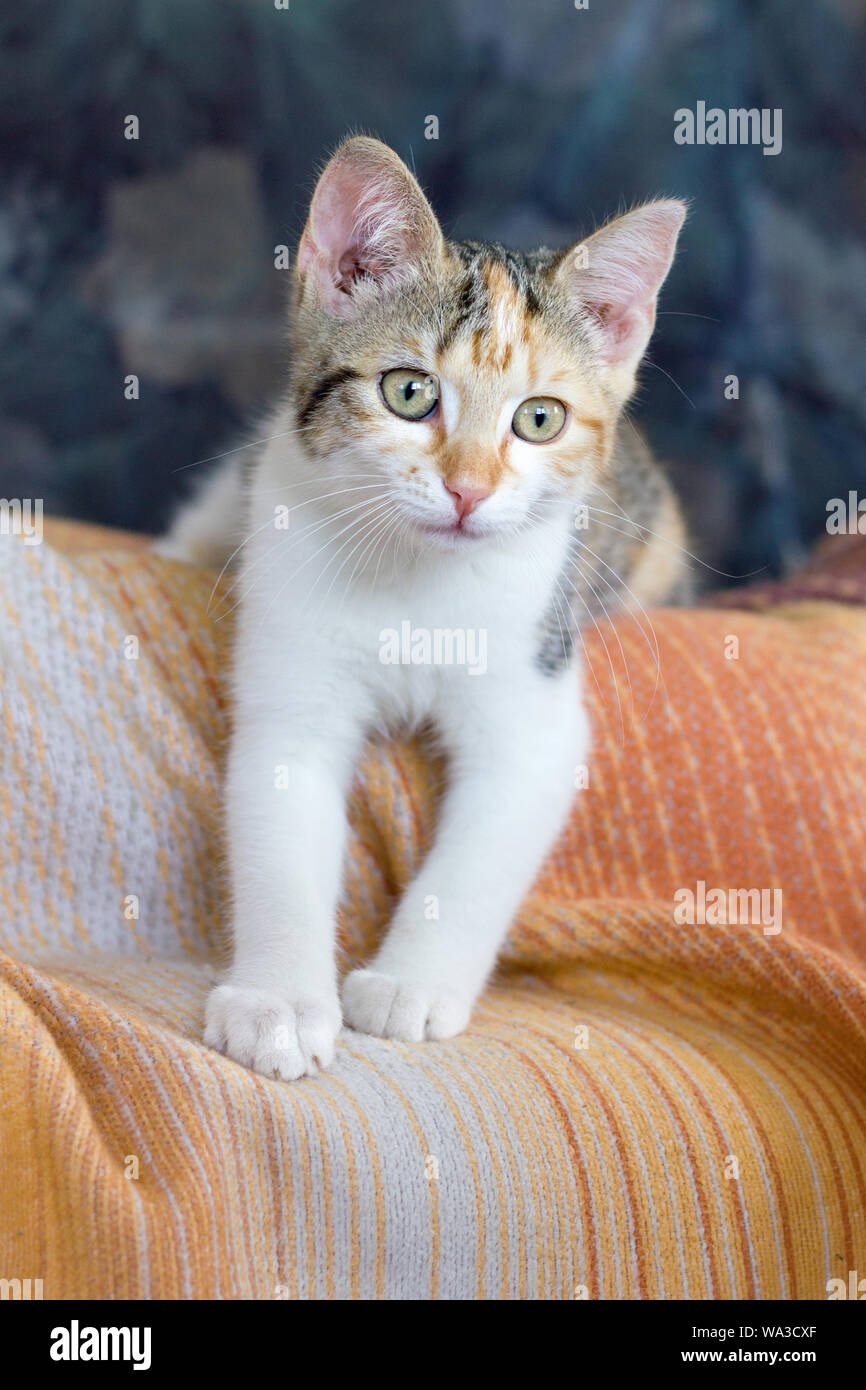 Eine junge, niedliche, tabby-Katze liegt auf einer Wolldecke Stockfoto