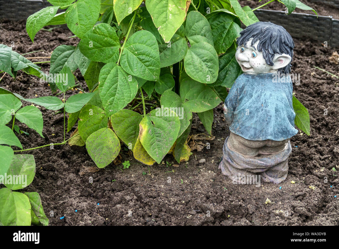 Bewässerung und Düngung der Pflanzen im Garten Stockfoto