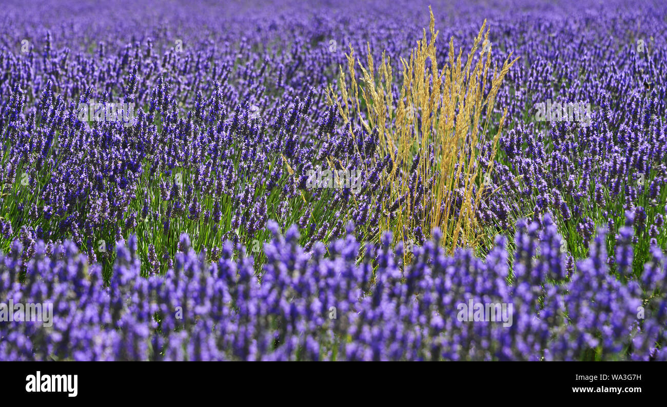 Lavendel fiel in der Provence, Frankreich Stockfoto