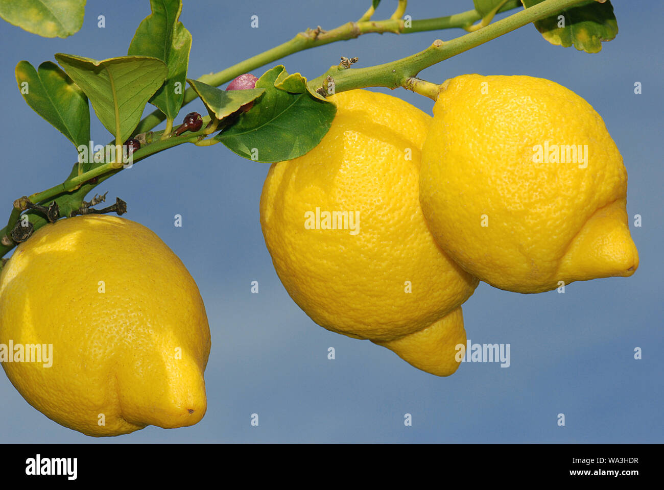 3 reife Zitronen mit Blüte am Baum in Spanien Stockfoto