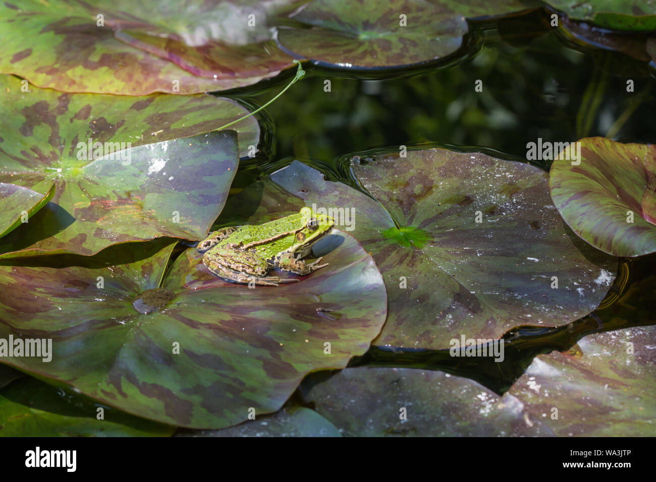 Der wasserfrosch (Pelophylax Lessonae) sitzen auf einer Seerose (Nymphaea alba) Blatt auf einem kleinen Teich, Kleinpolen, Polen Stockfoto