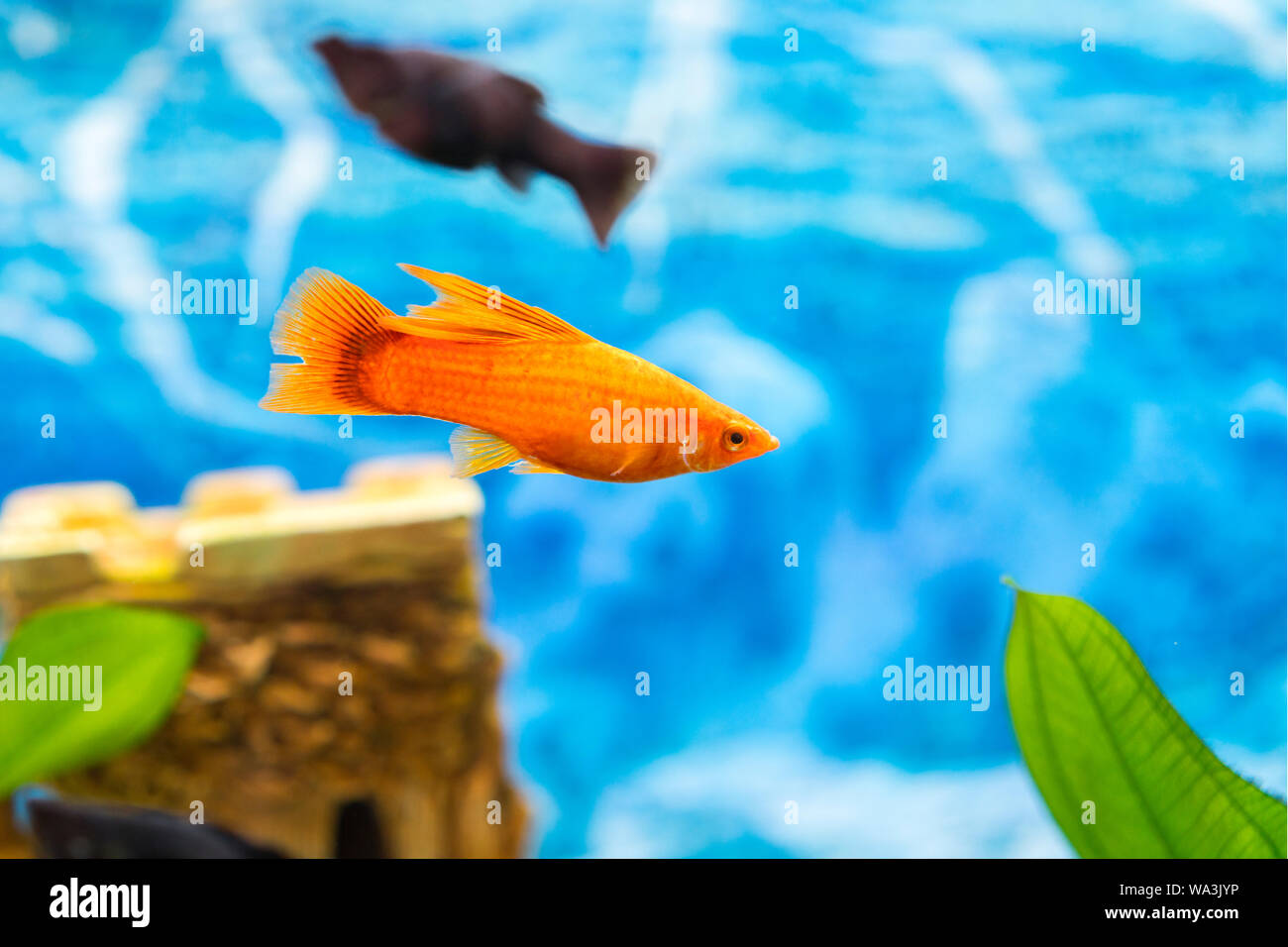 Warum Schwimmen Fische Im Aquarium Immer Hoch Und Runter Tropische bunte Fische schwimmen im Aquarium mit Pflanzen. Goldfisch