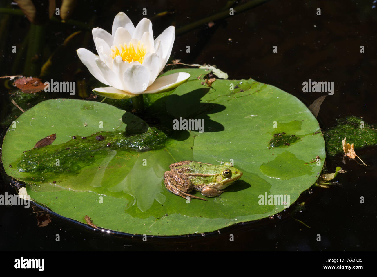 Der wasserfrosch (Pelophylax Lessonae) sitzen auf einer Seerose (Nymphaea alba) Blatt auf einem kleinen Teich, Kleinpolen, Polen Stockfoto