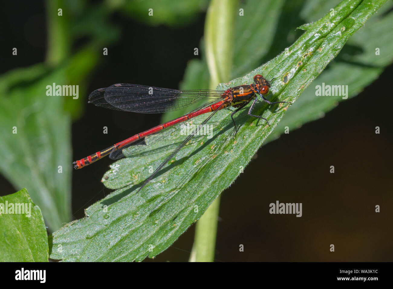 Große Rote Damselfly (Pyrrhosoma nymphula) auf einem Blatt von kleinen Teich, Kleinpolen, Polen Stockfoto