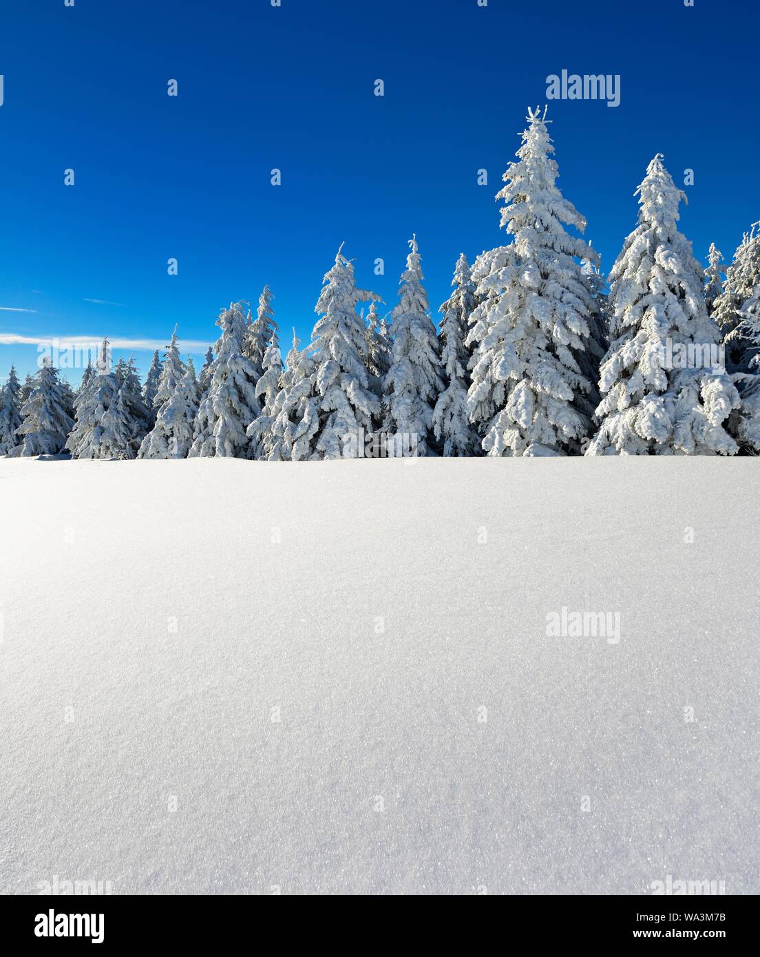 Tief verschneite Winterlandschaft an Fichtelberg, Tannen mit Schnee, Hintergrundbild, freier Text Platz, in der Nähe von Oberwiesenthal, Erzgebirge Stockfoto