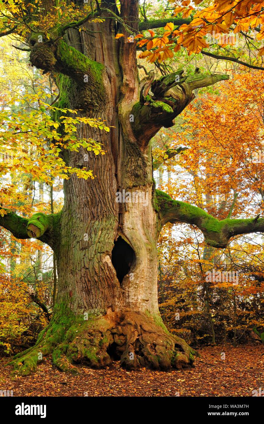 Kamineiche im Herbst, hohle Eiche (Quercus) mit Moos bedeckt, Sababurg Dschungel, Reinhardswald, Hessen, Deutschland Stockfoto