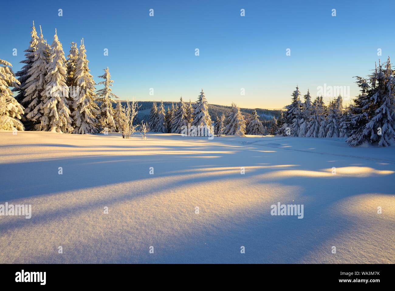 Verschneite Winterlandschaft am Fichtelberg im warmen Licht der Abendsonne, glitzernde Schneekristalle, in der Nähe von Oberwiesenthal, Erzgebirge Stockfoto