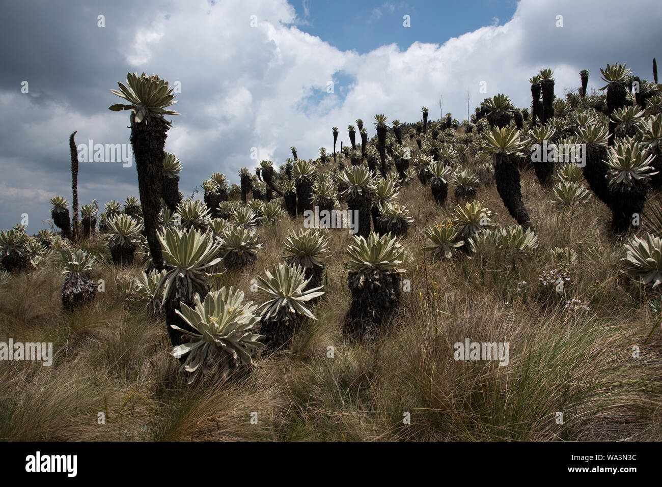 Gras und frailejones oder Espeletia wächst an den Páramo Hochland in die Reserve Ecológica El Angel auf 3800 Metern in den Anden im Norden von Ecuador. Stockfoto