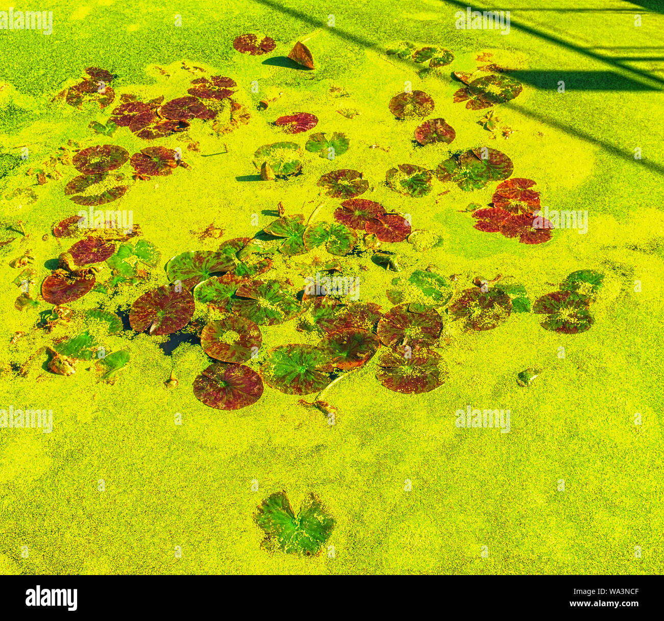 Lily Pads und Duckweed an einem sonnigen Tag in einem Wasserretention-Teich am Themse Path, London, Großbritannien Stockfoto