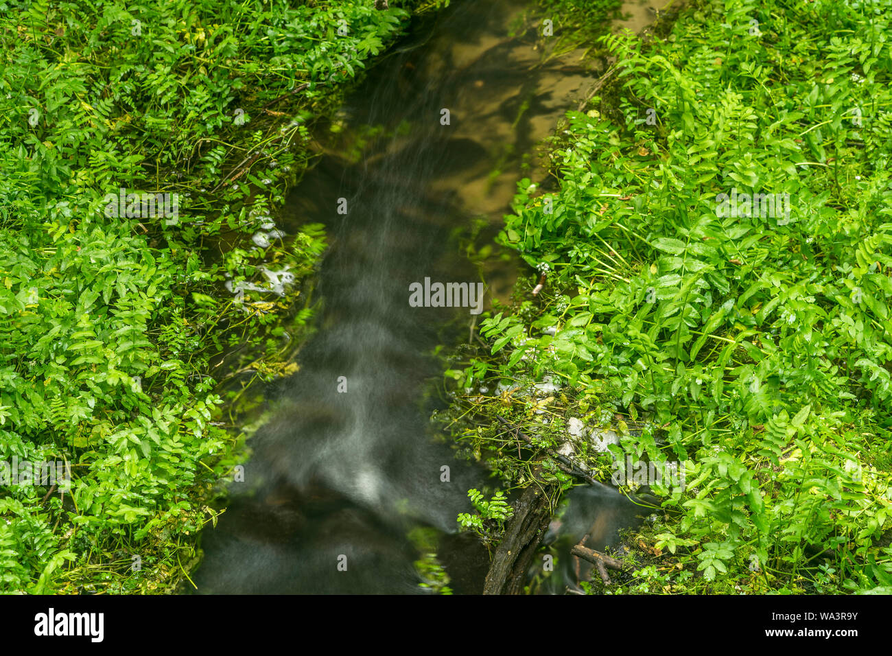 Creek im biesenthaler Becken, Brandenburg, Deutschland 2019. Stockfoto