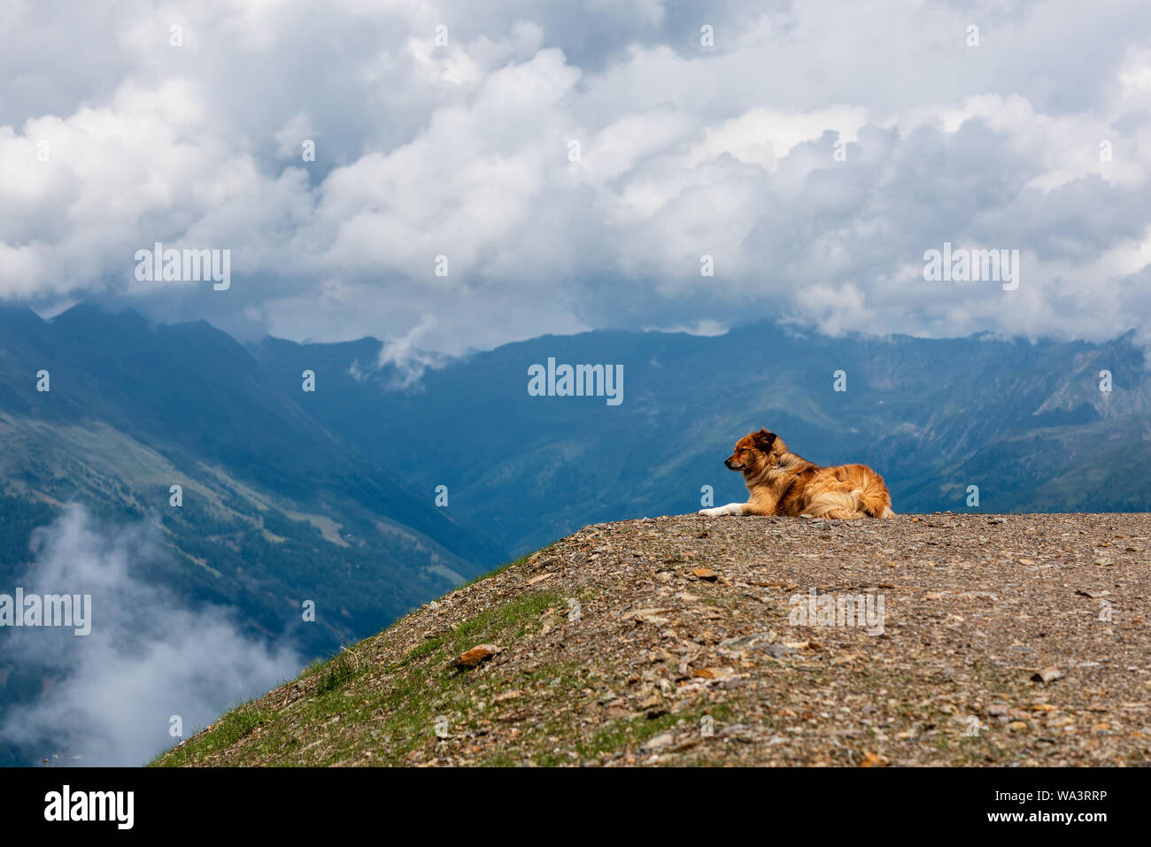 Watchdog in die Berge, Dolomiten Südtirol Stockfoto