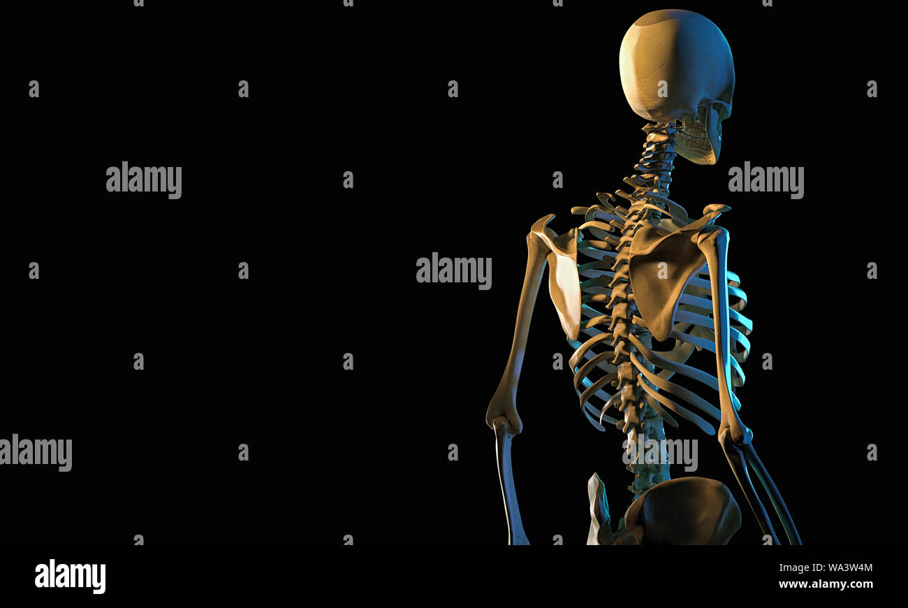 Skelett isoliert auf schwarz, 3D-Rendering Stockfoto