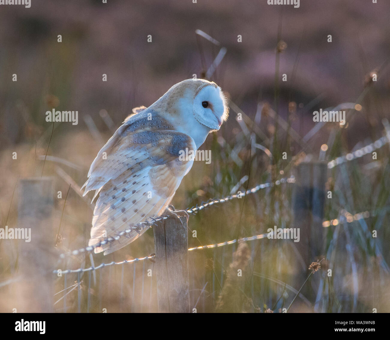 Schleiereule Tyto alba setzte sich auf einen Zaun mit Stacheldraht zurück in die Abendsonne auf einem Peak District moorland Lit Stockfoto