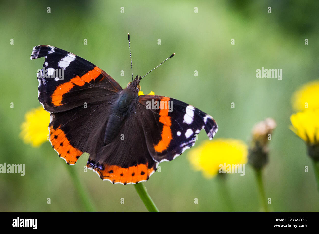 Rot Schmetterling Admiral (Vanessa atalanta) Fütterung auf eine gelbe Blume Stockfoto