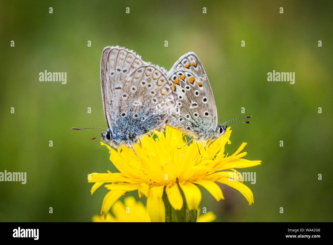 Zwei gemeinsame blaue Schmetterlinge (Polyommatus icarus) Zucht auf eine gelbe Blume Stockfoto