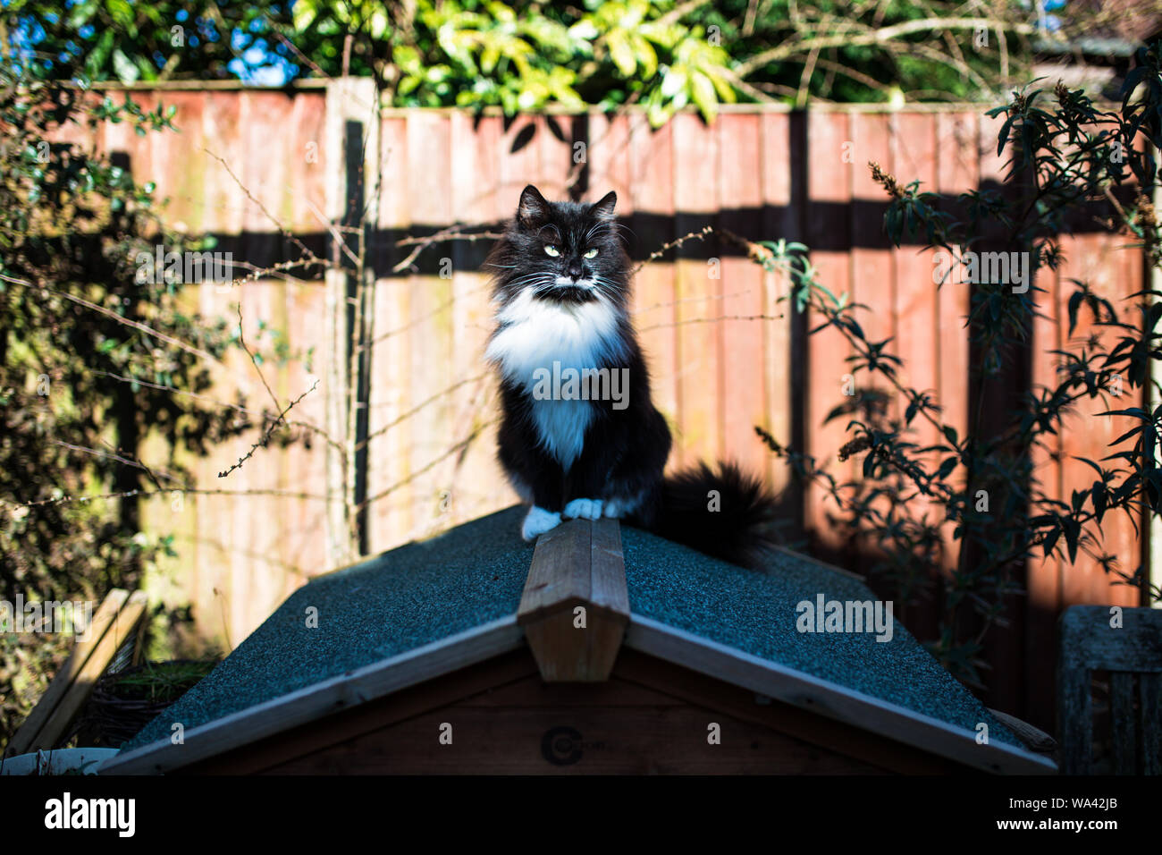 Katze sass auf dem Dach Stockfoto