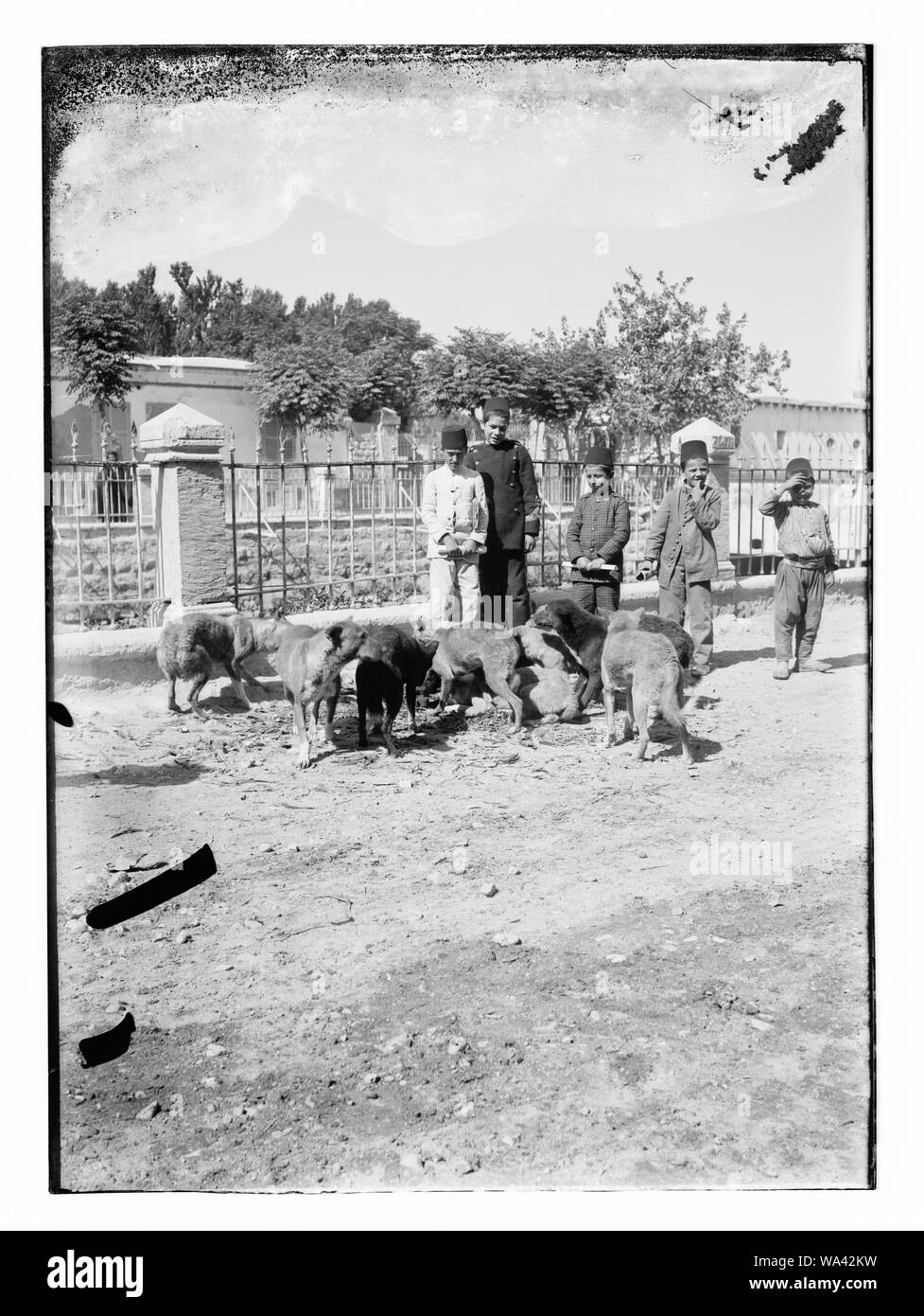 Jungen in der Straße mit einer Gruppe von Hunden Stockfoto