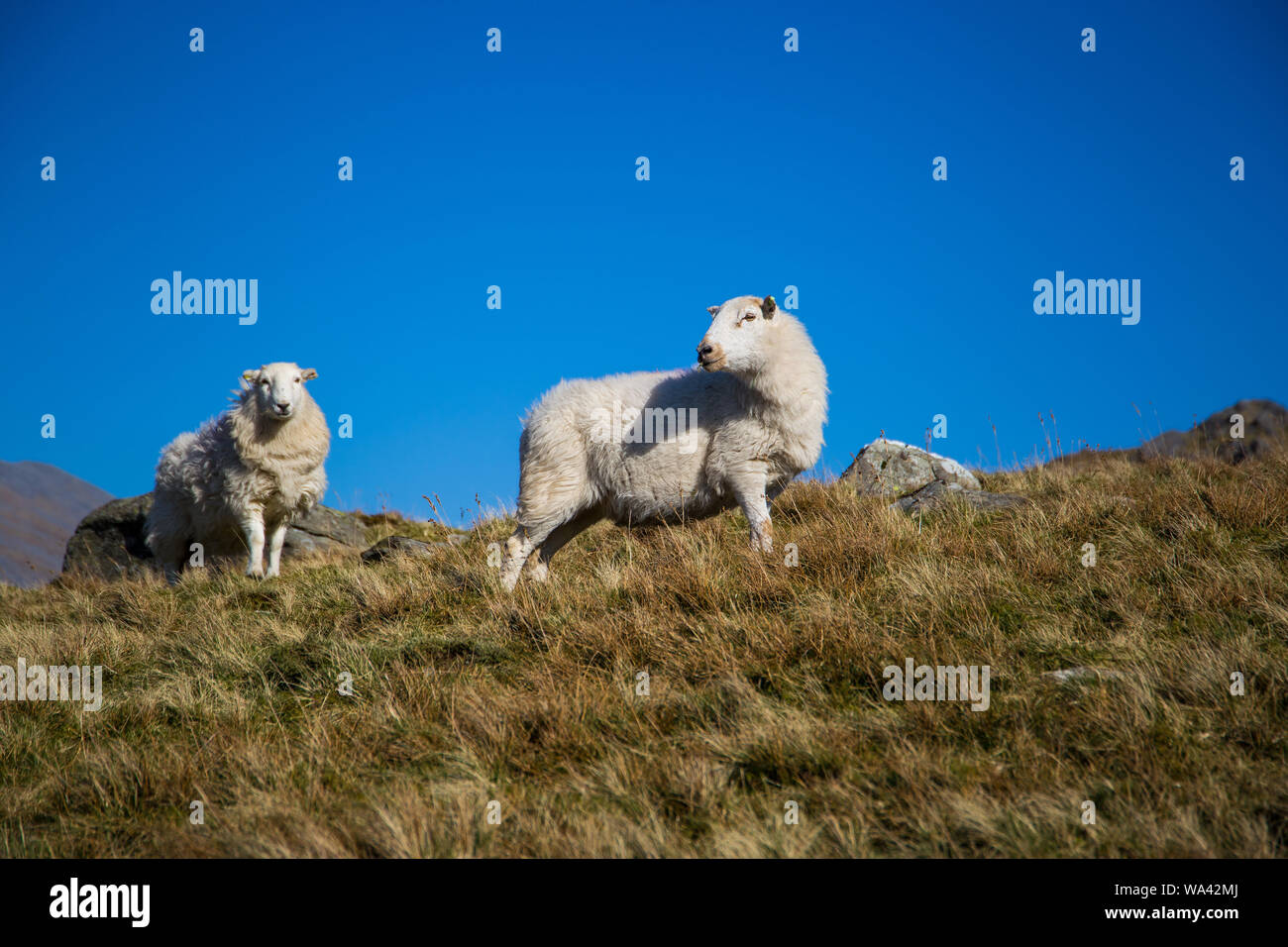 Zwei Schafe auf einem Berg Stockfoto