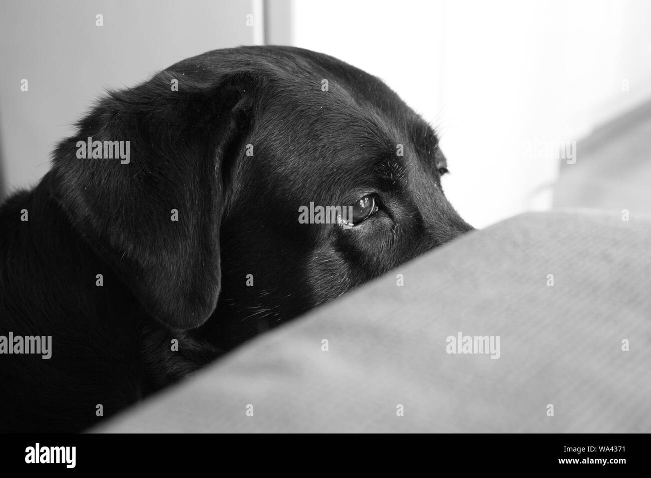 Graustufenweite Nahaufnahme eines traurig aussehenden schwarzen Hundes Stockfoto