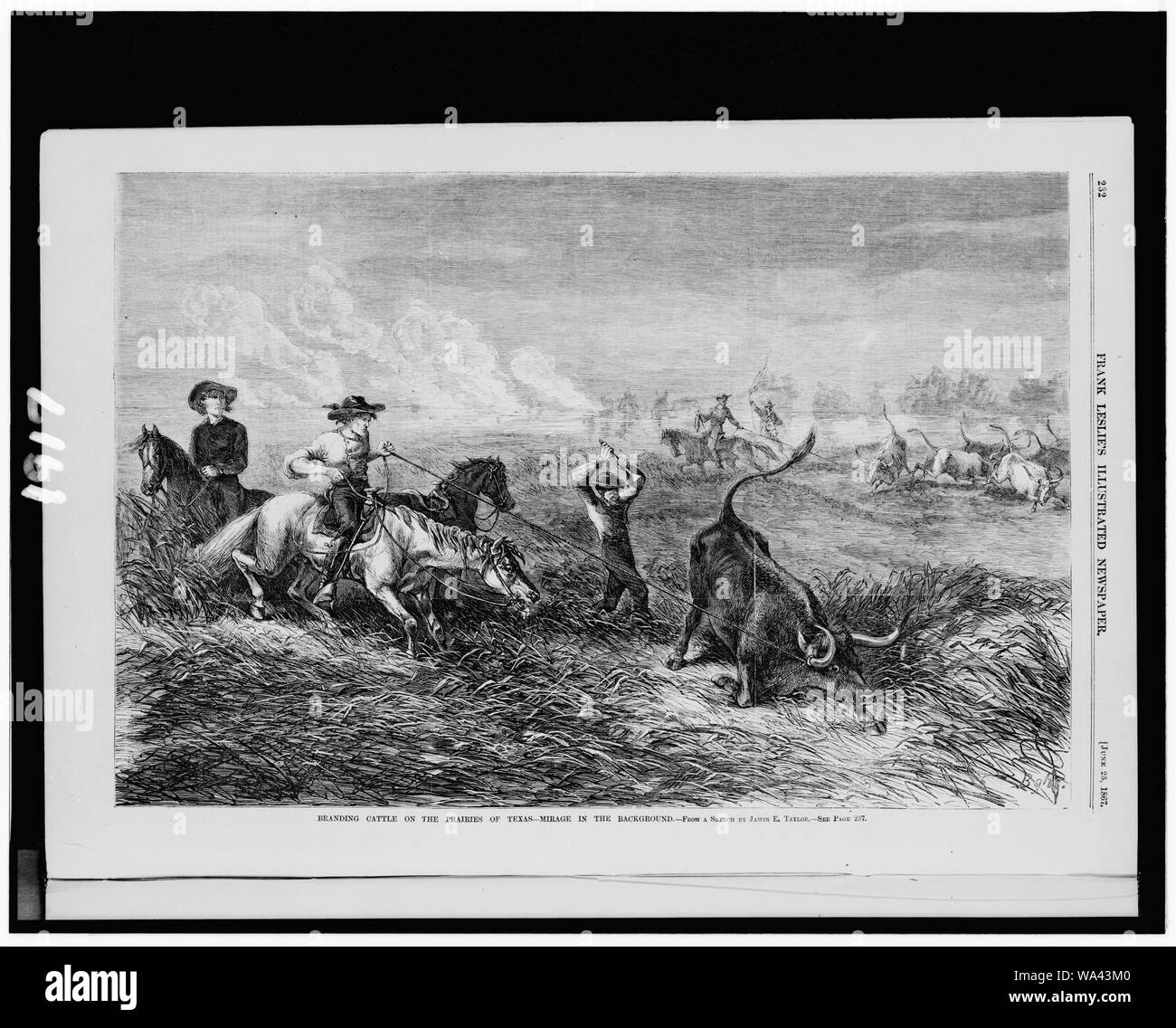 Branding der Rinder in der Prärie von Texas - Mirage im Hintergrund/aus einer Skizze von James Taylor. Stockfoto
