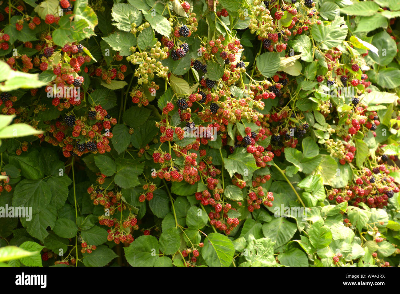 Reife und Unreife Brombeere auf Bush vor der Ernte, Rubus sect Rubus in der Sonne Stockfoto