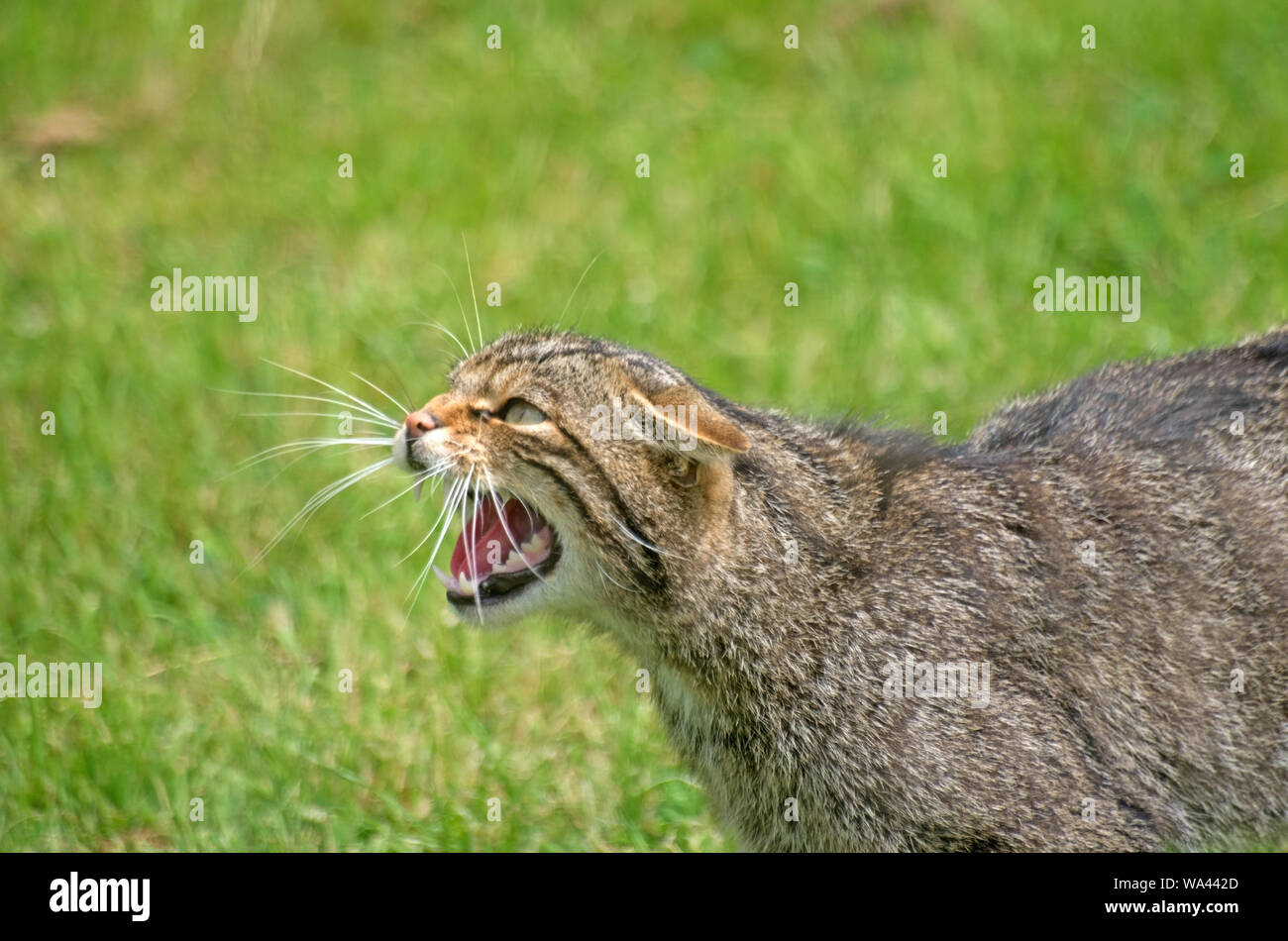 WILD CAT (Schottische) unverlierbaren Stockfoto