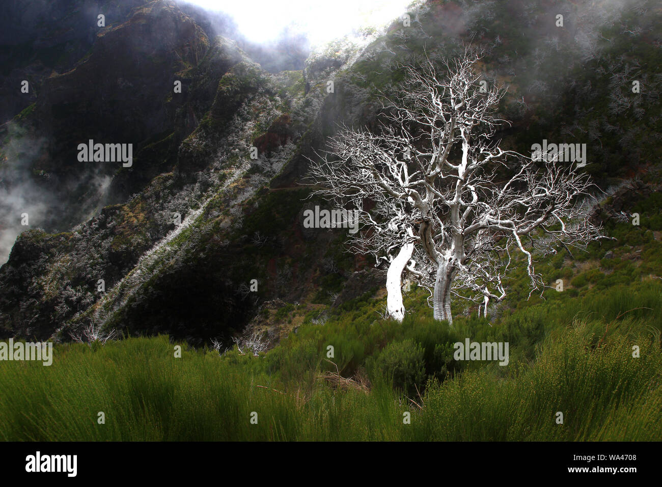 Versteinerte Bäume und ein dunstiger Atmosphäre an den Hängen des Pico Ruivo auf der Insel Madeira (Portugal) Stockfoto