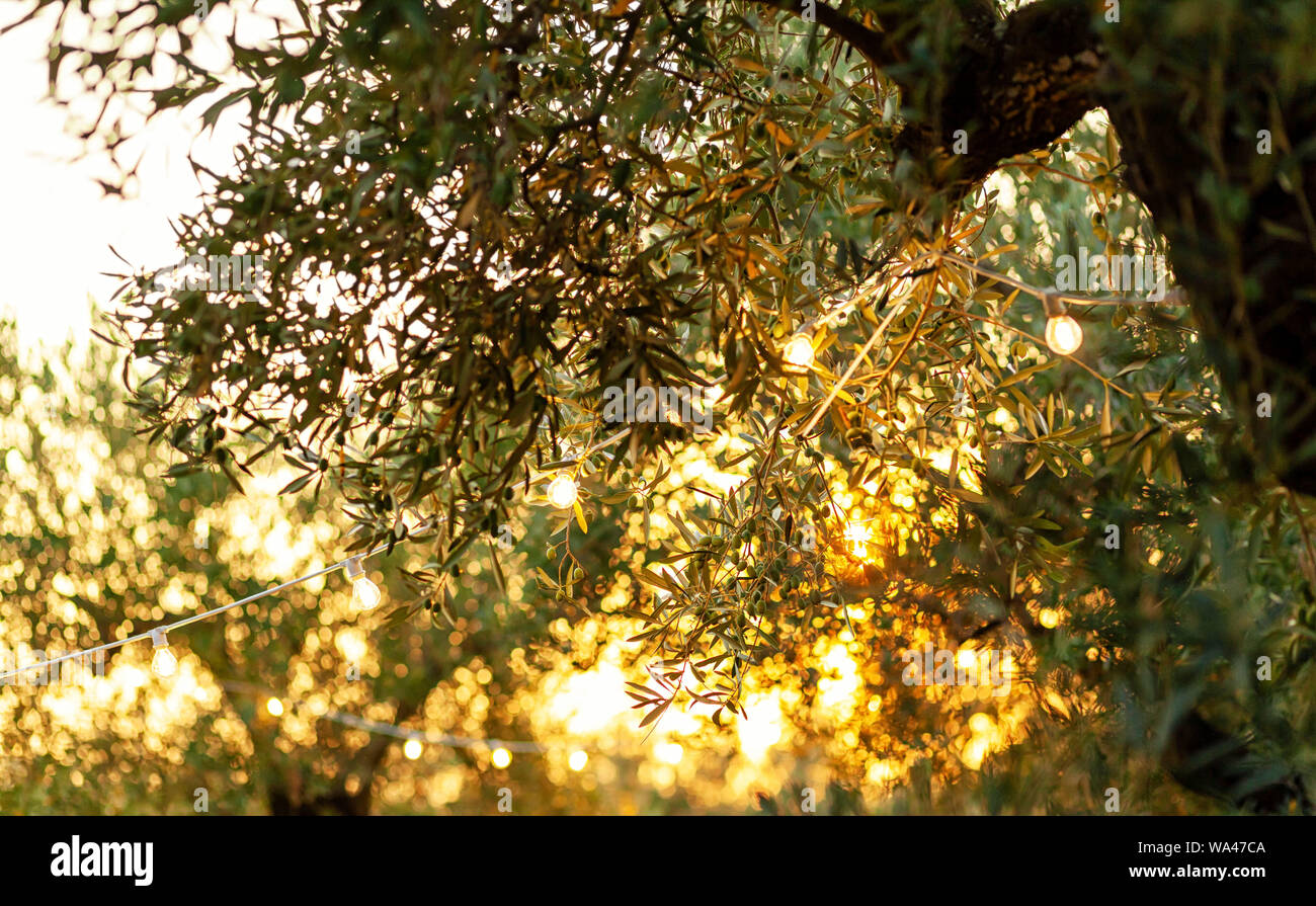 Olive Branch mit Vintage Glühlampen bei einer Party im Freien. Sonnenuntergang Licht mit Strahlen über die Blätter. Stockfoto