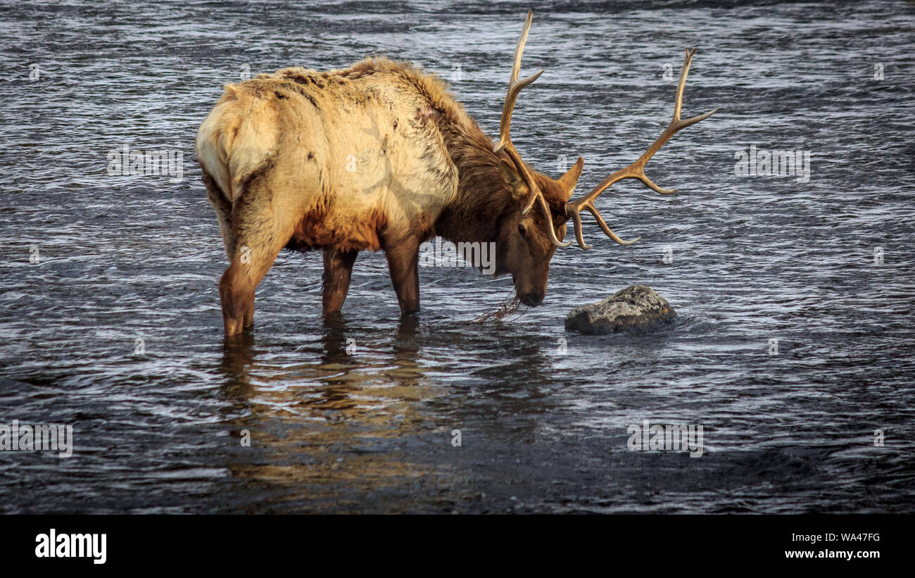 Ein bull elk Grünfutter für Gras Unterwasser wächst im Winter, Yellowstone National Park, Wyoming, USA Stockfoto