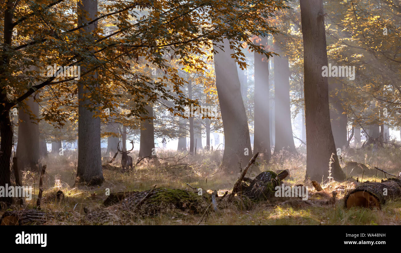 Deutschland, Wald Stockfoto