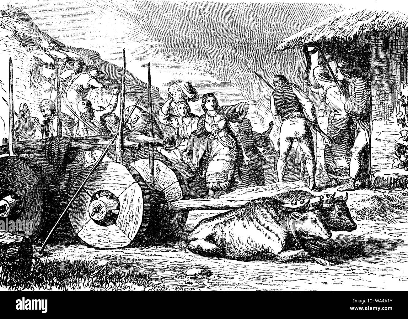 Morlachs Beförderung im Dalmatinischen Hinterland von Ochsen geschult Stockfoto