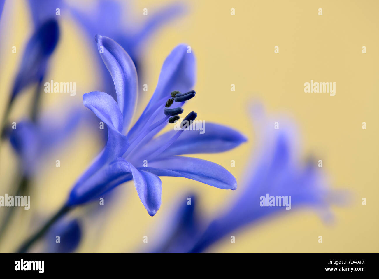 Blaue gelbe blumen blumen Fotos und Bildmaterial in hoher Auflösung