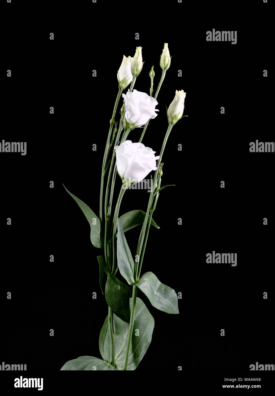 Weiße Lisianthus (Eustoma) Blumen auf schwarzem Hintergrund Stockfoto