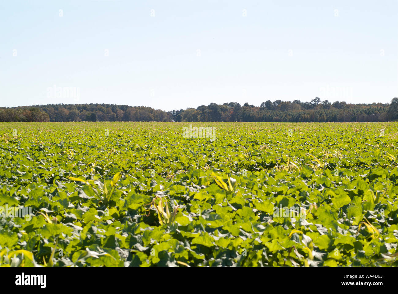 GREEN ACRES: Frische und reichliche Gemüseanbauflächen können in den offenen Farmlandschaften von Virginia abseits des Korridors von I95 gesehen werden. Stockfoto