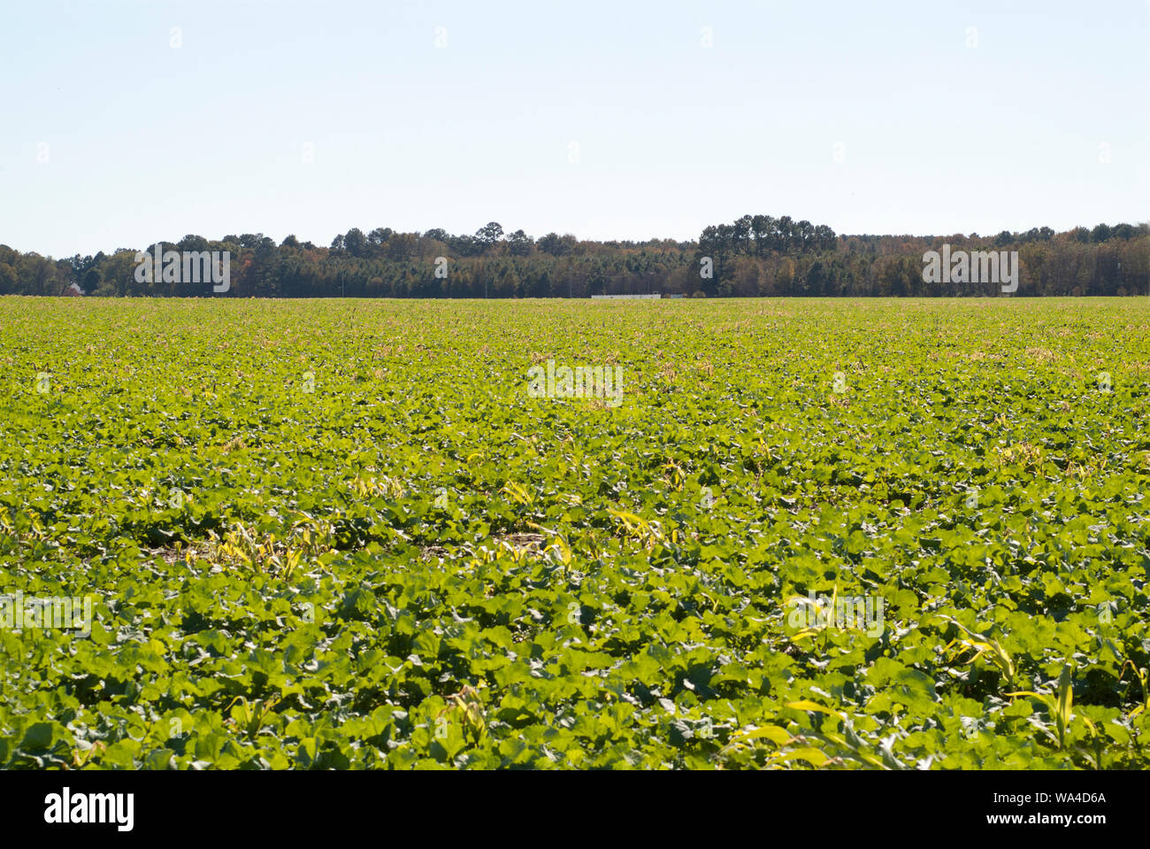 GREEN ACRES: Frische und reichliche Gemüseanbauflächen können in den offenen Farmlandschaften von Virginia abseits des Korridors von I95 gesehen werden. Stockfoto