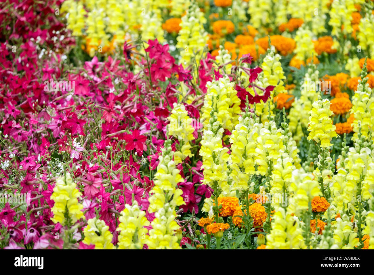 Yellow Red Flower Tobacco, Nicotiana, Antirhinum, Mix Snapdragons bunte Pflanzen in einem Blumenbeet, Gartenblumen Stockfoto
