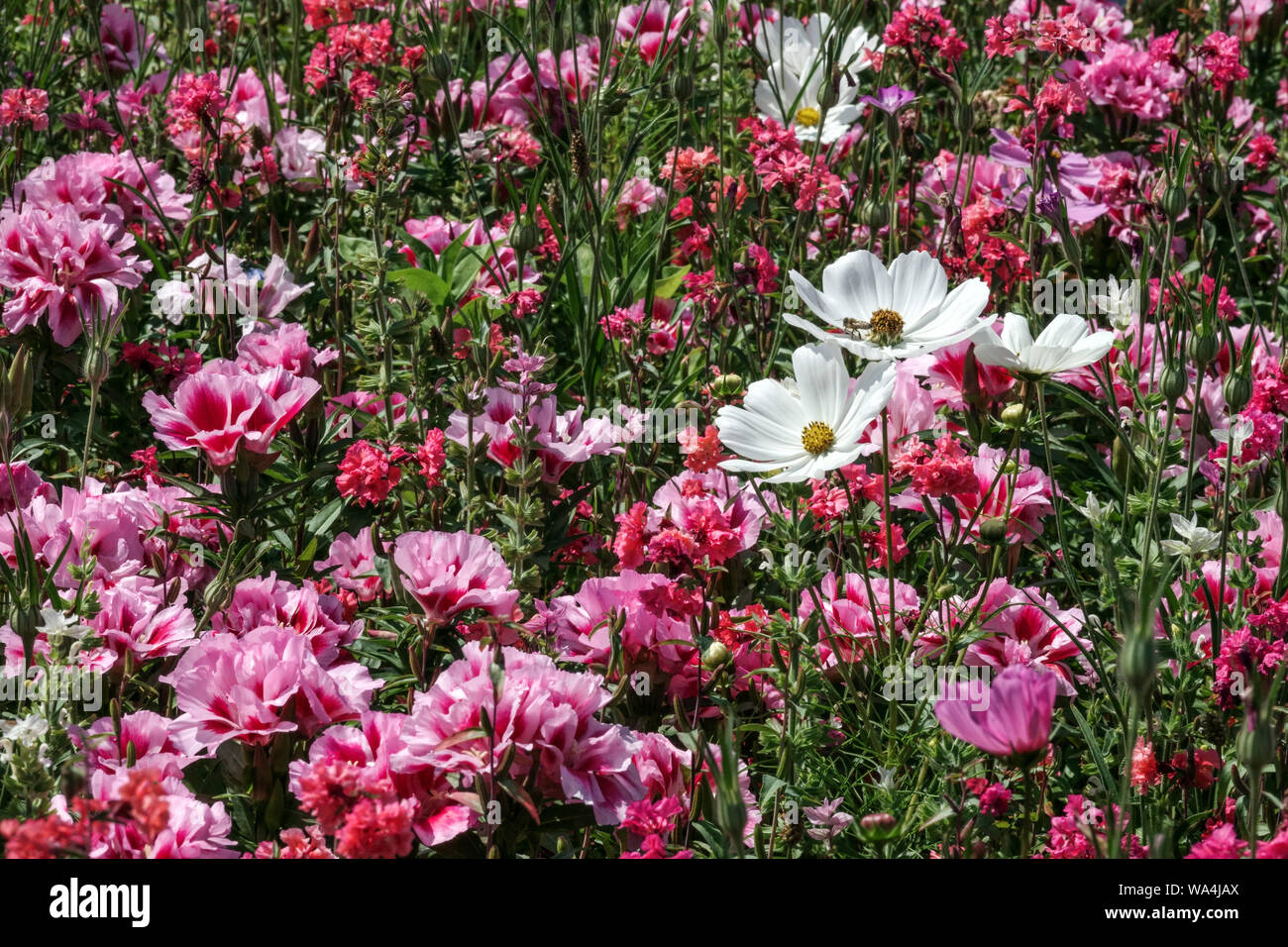 Rosa Godetia Blumenbeet mit weißem mexikanischen Aster, Garten Cosmos bipinnatus 'Reinheit' Bettwäsche Pflanzen Stockfoto