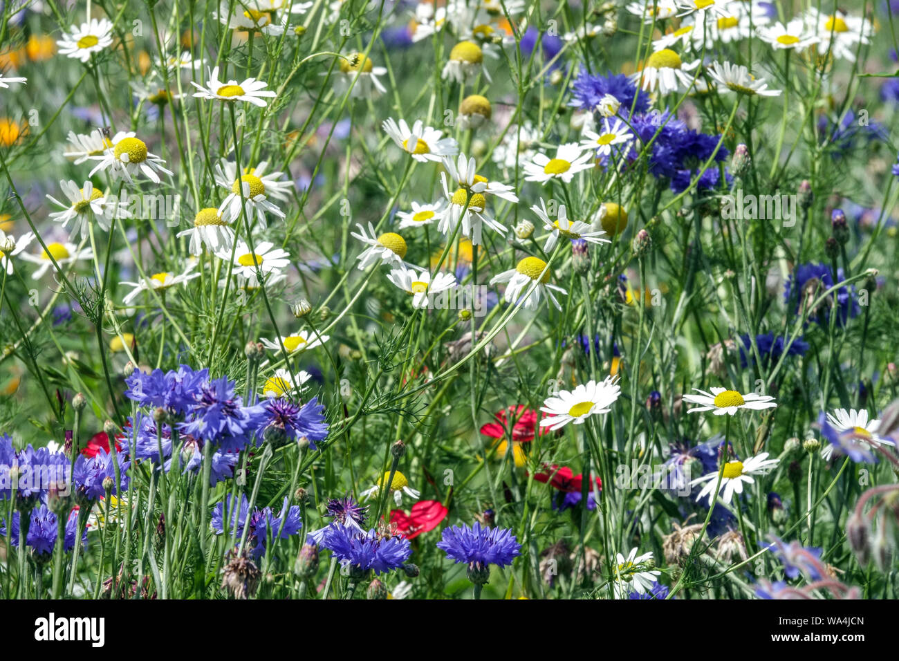 Wildblumenwiese Blumen Blau Weiße Blumen Sommer Blume Wiese Garten Wildblumen naturalistische Szene Wildblumenwiese Blumen Bienenfreundlicher Garten Stockfoto