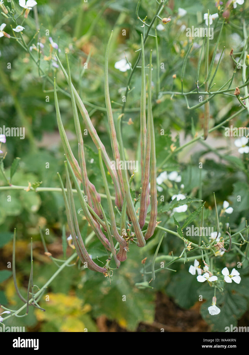 Ratte - Schwanz Radieschen (Raphanus sativus var. mougri) Hülsen. Stockfoto