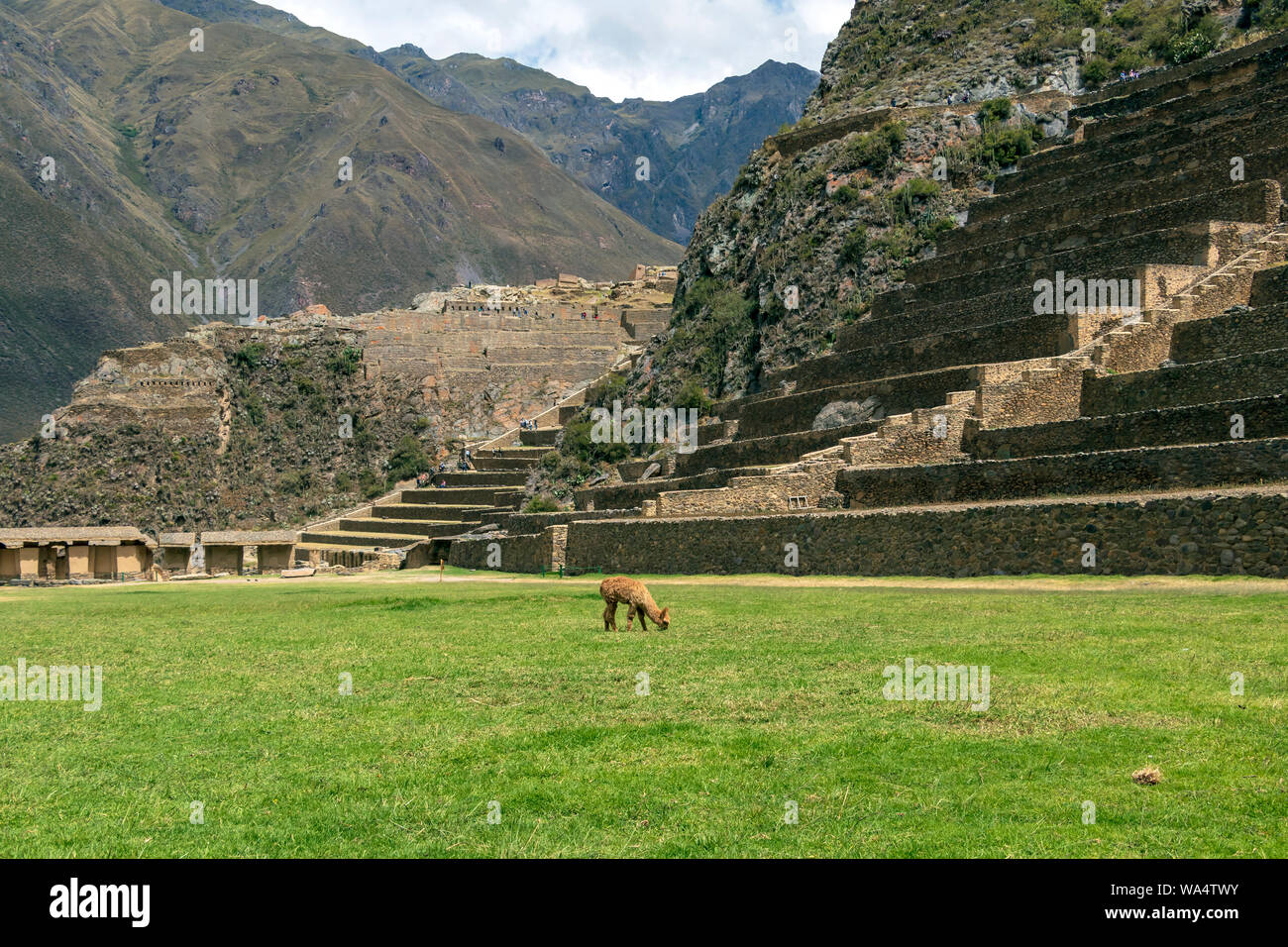 Ollantaytambo Machu Picchu im Süden Perus: Eine massive Inka Festung mit großen landwirtschaftlichen Terrassen aus Stein auf einem Hügel Stockfoto