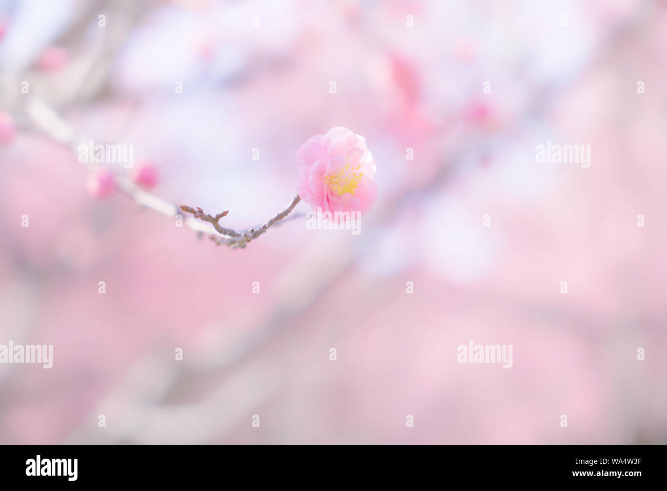 Schöne Peach Blossoms Stockfoto
