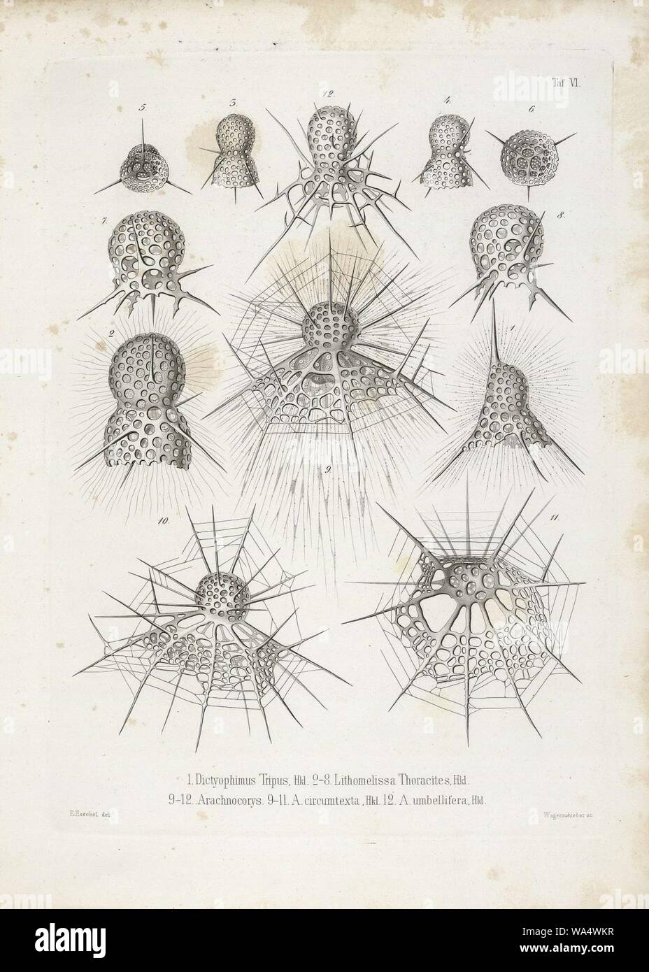 Die radiolarien (Rhizopoda radiata) - Ernst Haeckel - Tafel 07. Stockfoto