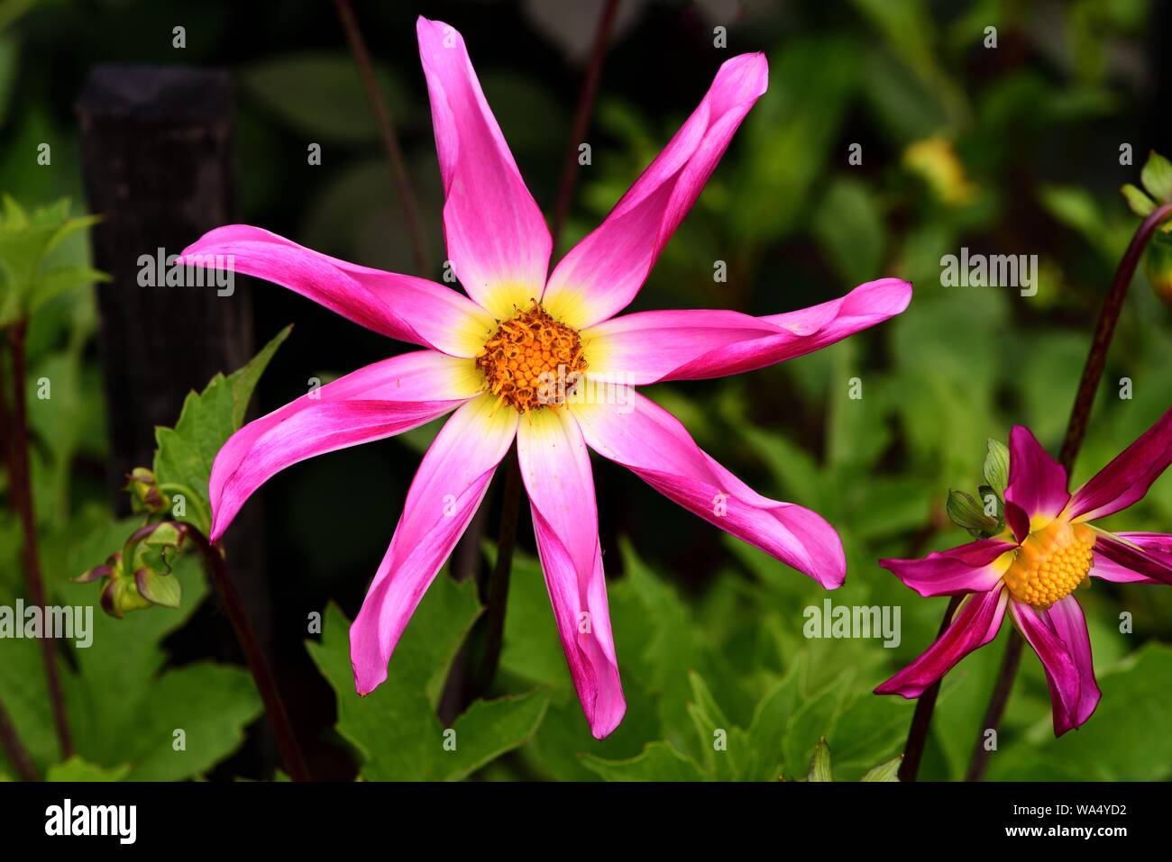 Nahaufnahme einer einzelnen Blüte von Dahlia Honka Roze. Stockfoto