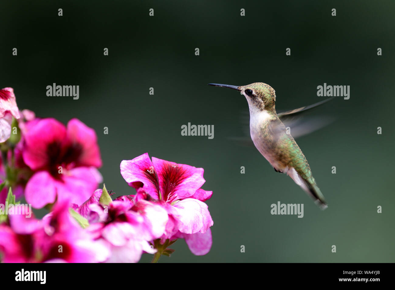 Ein entzückendes, kleines Hummingbird schwebt über hell rosa Martha Washington Geranien Stockfoto