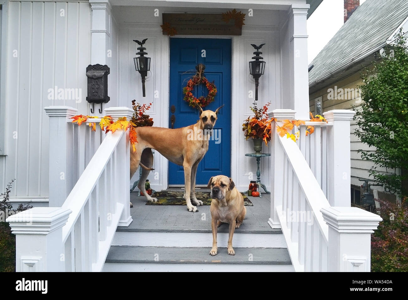 Zwei Hunde, ein Hoch der anderen Kleinen, stehend auf der Veranda, die auf einem älteren Haus schön weiß gestrichen. Stockfoto