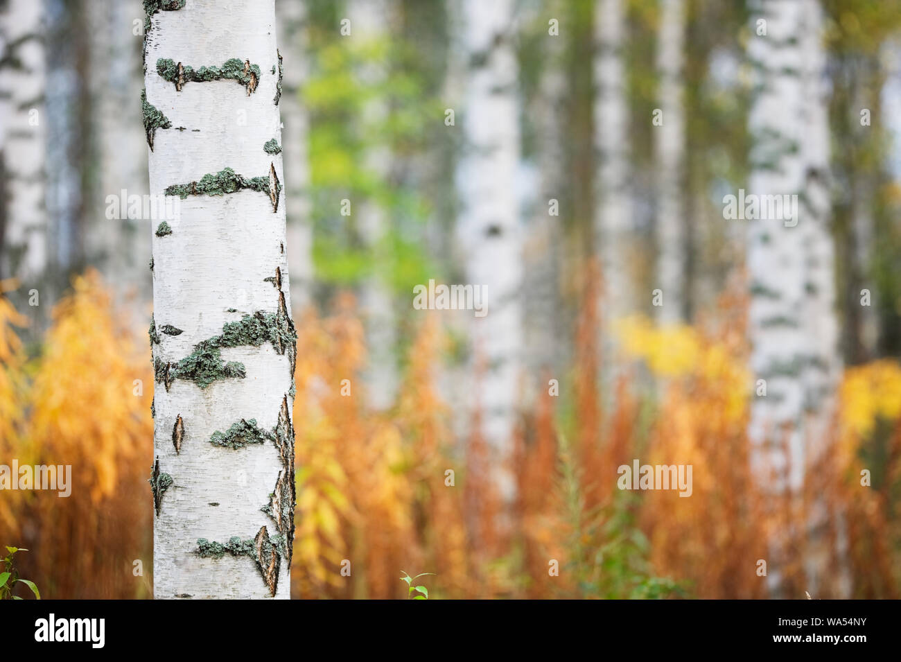 Birke (Betula pendula) Trunk gegen Herbst Wald Hintergrund Stockfoto
