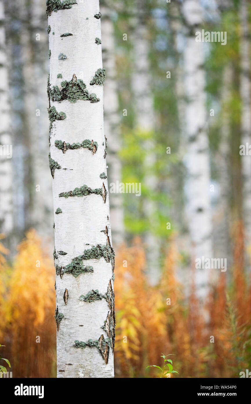 Birke (Betula pendula) Trunk gegen Herbst Wald Hintergrund Stockfoto