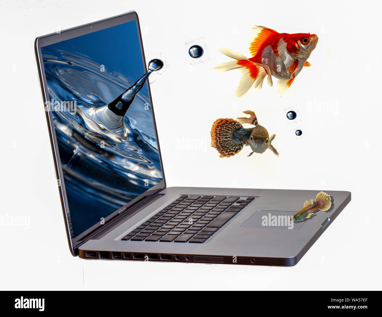 Flucht aus dem Bildschirmschoner - Goldfisch mit Hoffnungen für eine bessere Zukunft sprang aus dem Bildschirmschoner auf einem Laptop Bildschirm in einem Angebot für Freiheit. Stockfoto