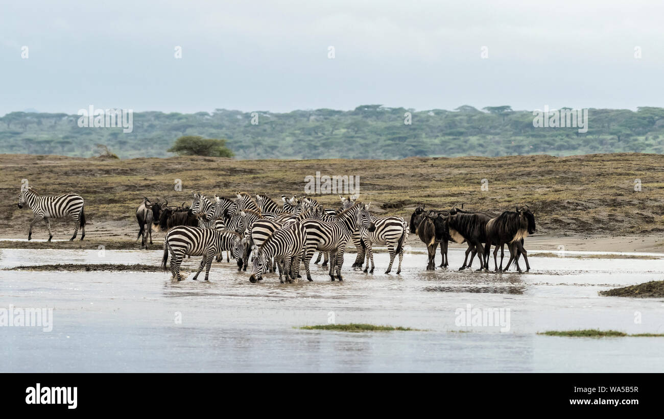 Wer geht zuerst, Zebras und Gnus fertig zu überqueren überflutet Lake Ndutu, Serengeti, Tansania Stockfoto